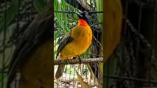 Download lagu kutilang emas gacor mp3 Download lagu kutilang emas gacor mp3