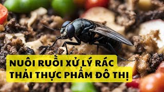 INSECTTA - TRANG TRẠI CÔN TRÙNG ĐẦU TIÊN Ở SINGAPORE - Nuôi ruồi để xử lý rác thải thực phẩm