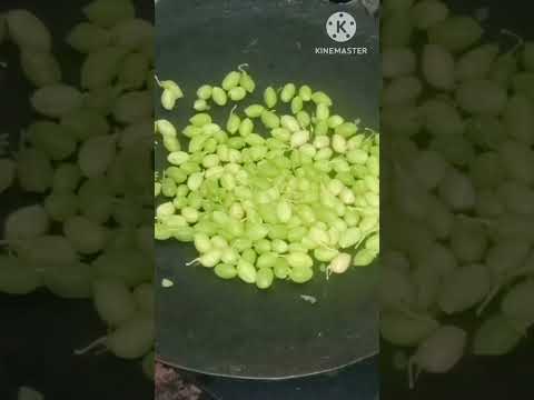pachi chenagalu fry #youtube #cooking #viral #trending #videos #cooking #viral #videos..