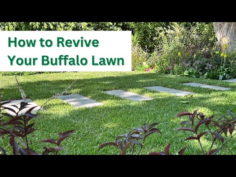 Dead or Dying Buffalo Grass? Here’s How to Bring It Back