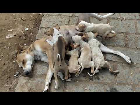 Its a Dog Day Afternoon Malangad Mountains