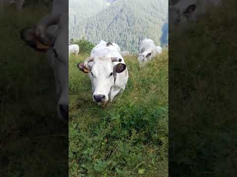 Vacche pascolo valle varaita