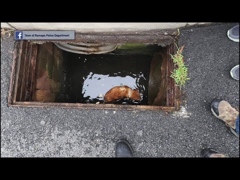 NY Ramapo Dog Rescued From A Storm Drain