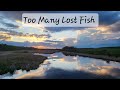 Video Thumbnail for Too Many Lost Fish