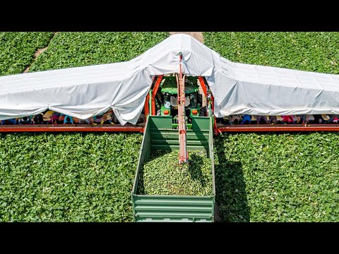 How Do American Farmers Harvest These 9 Crops - American Farming