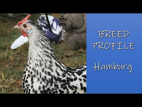 Hamburg sliepka prehlad