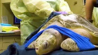 Rescued Sea Turtles Undergoes Human Treatment Technique