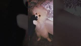 German Spitz (Mittel) Puppies Videos