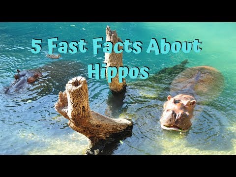 Hippos: 5 Fast Facts
