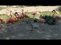 Baby Flamingo At The San Diego Zoo