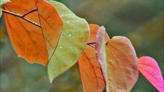 Fred Eaglesmith - &quot;White Rose&quot;