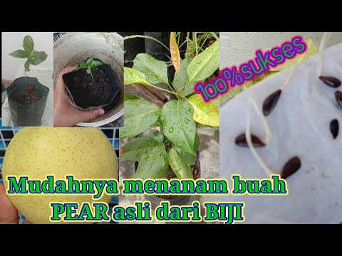 , title : 'Mudahnya! Cara Menanam Biji Buah PEAR || How to Grow PEAR Fruit Seeds @Bang Umay Channel'