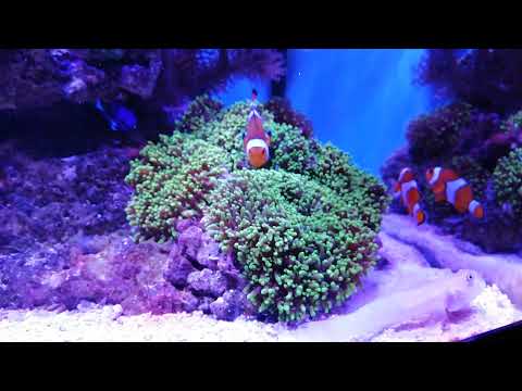 Akwarium morskie dobrego  kolegi ze Zgierza jeszcze przed przenosinami - archiwum z dnia  25.11.2018