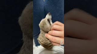 我が家のスーパーアイドル。미어캣(meerkat)#shorts