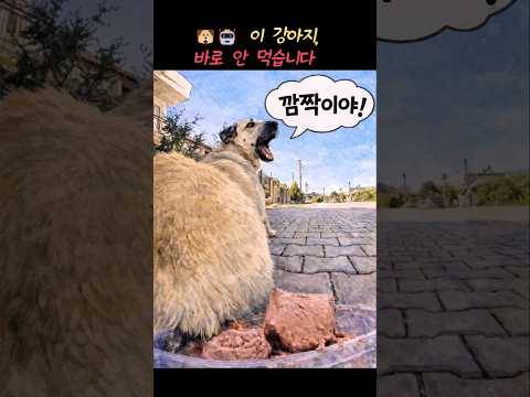 리모컨 자동차로 먹이를 주자 강아지가 보인 예상 밖 반응
