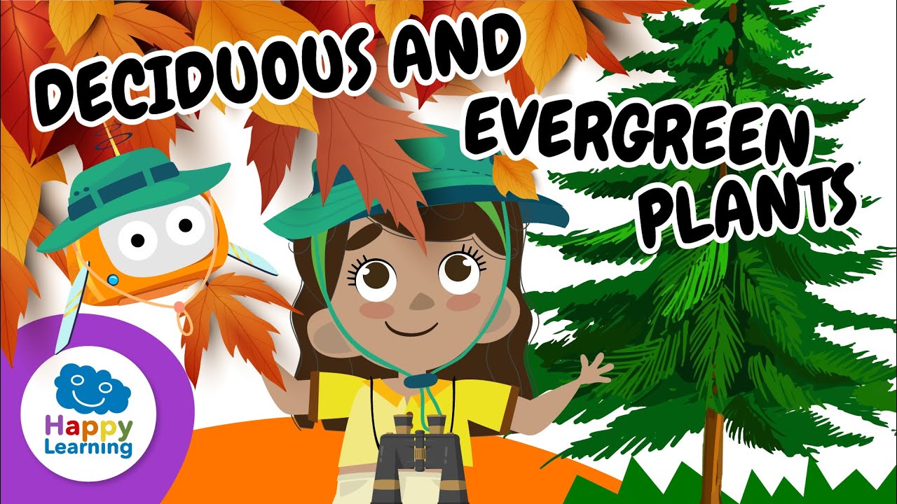 🍂🌿 Plants: Deciduous and Evergreen Leaves | Educational Videos for Children | @HappyLearningENG