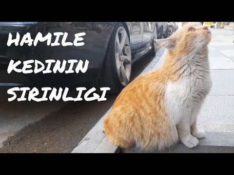 Bu Ne Şirinlik Böyle/Cuteness of Pregnant Cat