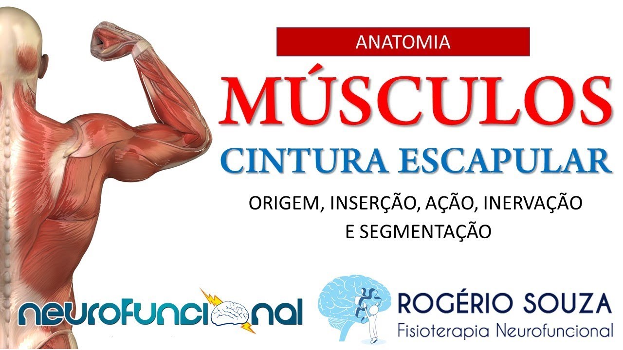 ANATOMIA DOS MÚSCULOS DA CINTURA ESCAPULAR (Origem, Inserção, Ação e Inervação) - Rogério Souza