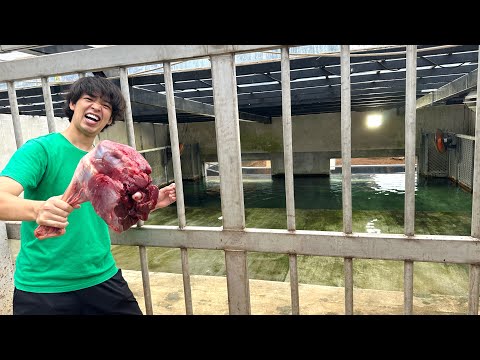 Hemidactylus mabouiaについて詳しく解説