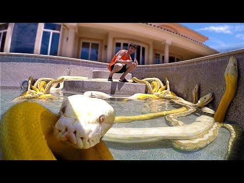 I Filled my Swimming Pool with GIANT SNAKES!! **scary** Video