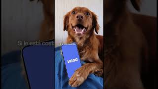 A veces tu mascota le da por hacer “bromas” 😅🐶.