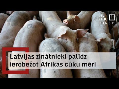 Latvijas pieredze cīņa ar Āfrikas cūku mēri palīdz citām valstīm slimības apturēšanā