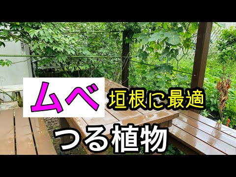 夏の間、開花したクライマーウォールを隠す常緑の植物
