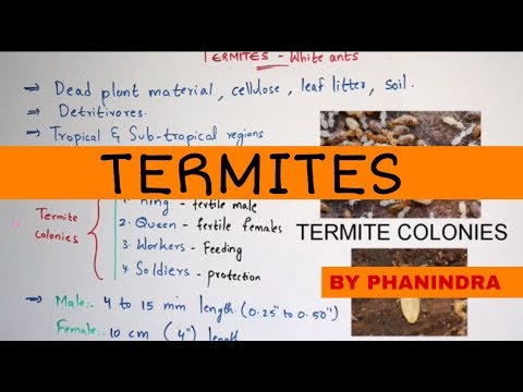 STRUCTURE OF HEART OF FROG BY PHANINDRA GUPTA