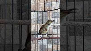 Download lagu Konin Trotol Gacor Materi Gurih . Konin Gacor 23.12.24 #burungkonin mp3