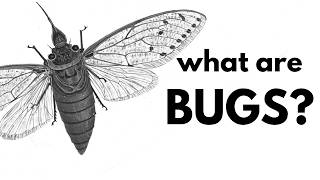 What Are (true) Bugs