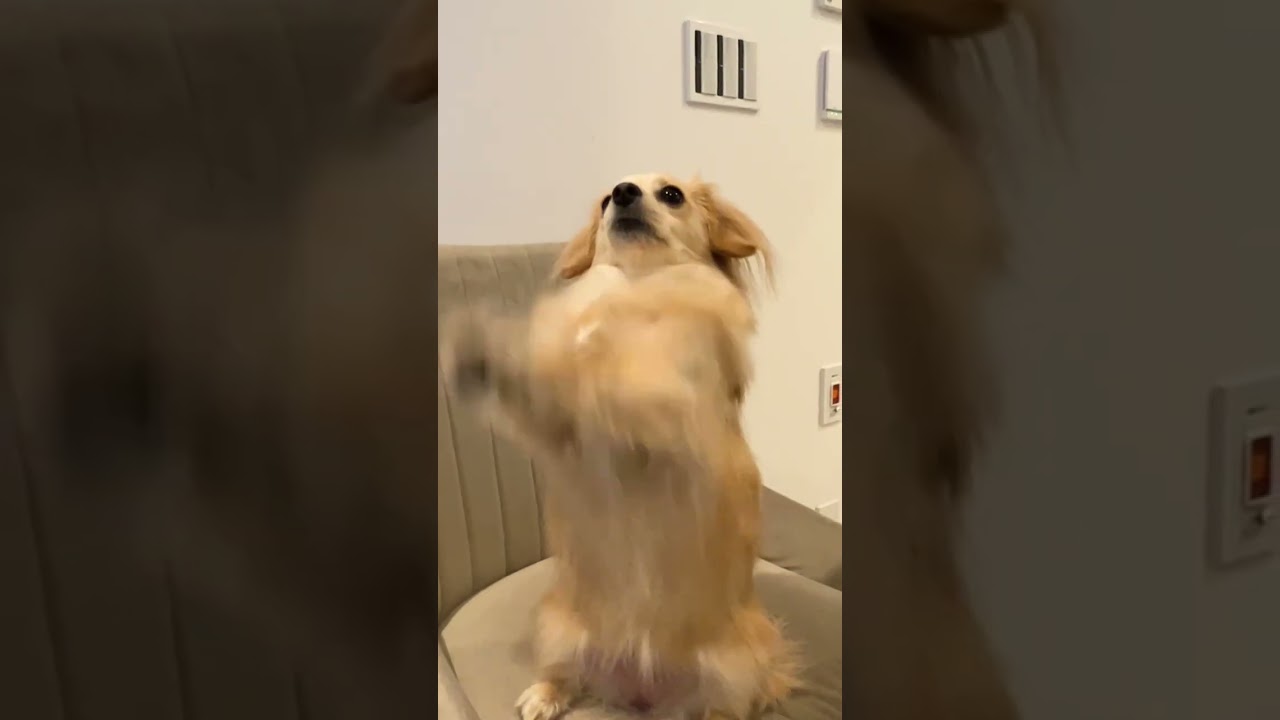 ２歳になるチワックスの高速ちょうだい🙏🙏　#shorts