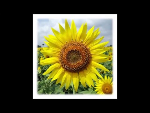 Gardening - flowering plants