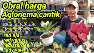 Download lagu Aglonema Cantik murah Siap untuk menghiasi Rumah Ibu-Ibu mp3