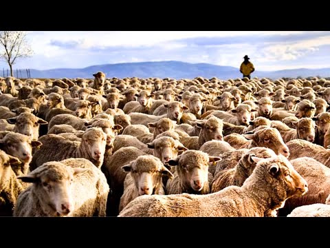 US Farmers And AUS Ranchers Deal With Millions Of Animals This Way - Farming Documentary