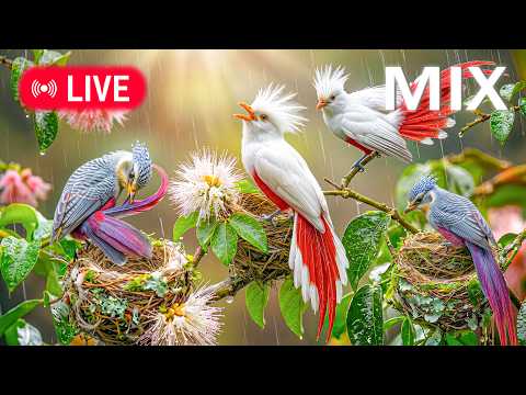 Relaxing Music with Bird Sounds | NO ADS | Piano & Nature Sounds for Meditation & Healing