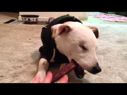 Do not try to touch the blind jack russell's bully stick or paws