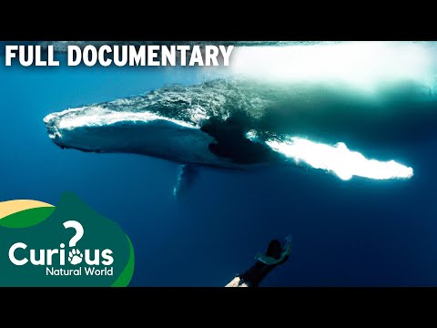 Brave Bermuda Diver Gets Up Close To Whales | Full Documentary