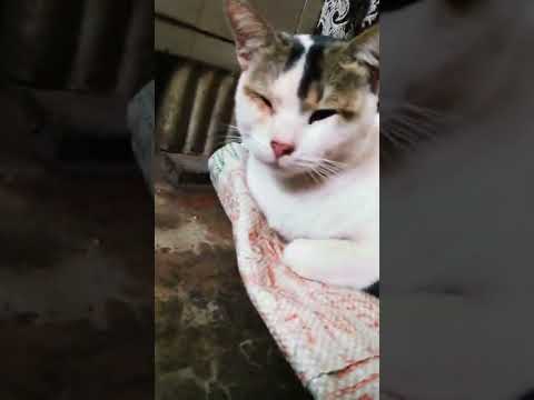 My kitty video 🐱🐱🐱🐱🐱