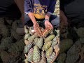 Not Every Pine Tree Will Bear Pine Nuts Wild Pine Nuts Hometown Goods