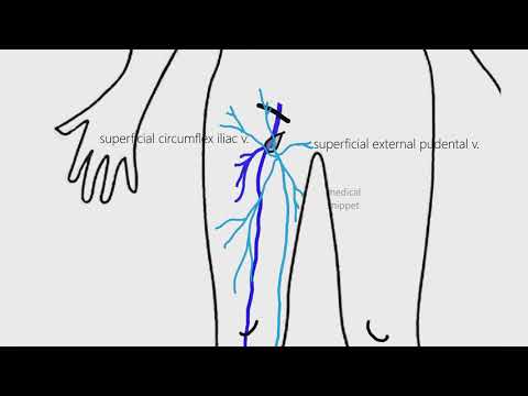 Lower Limb Venous Drainage | Anatomy made easy