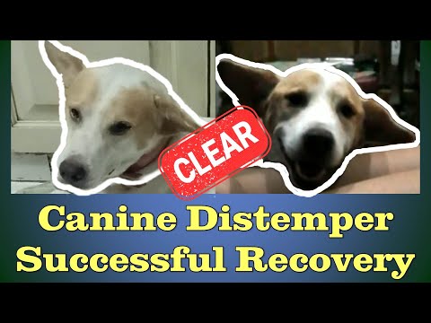 Surviving Distemper - A Success Story