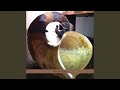 Shin Far Shofar 2