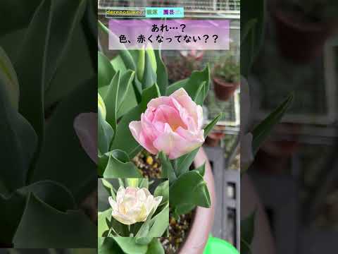 オウムのチューリップ 植物