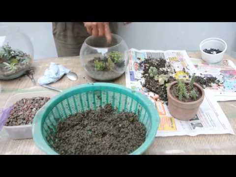 Mantenimiento de terrarios de cactus
