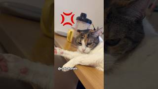 My human is so annoying 😾#cat #cats #katze #catvideos #funny #kitten #funnycats #ねこ #catshorts