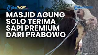 Masjid Agung Keraton Solo Terima Sapi Kurban Premium dari Prabowo