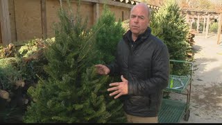 Pat Sullivan: Make your fresh cut tree last through the holidays