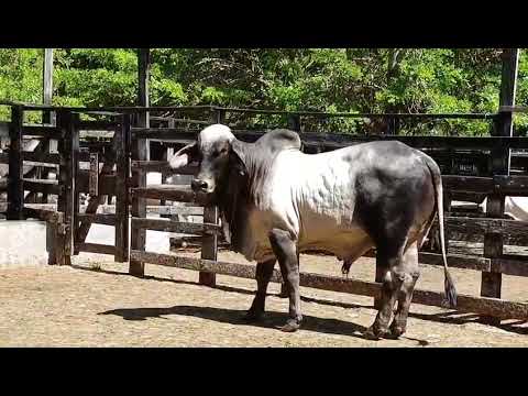 Lote Nro. 501