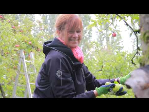 Appels plukken tijdens burendag in het Ambachtscentrum Velpmp4