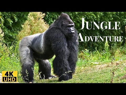 Gefährliche Begegnungen in der Wildnis! Tiger, Gorillas und Elefanten